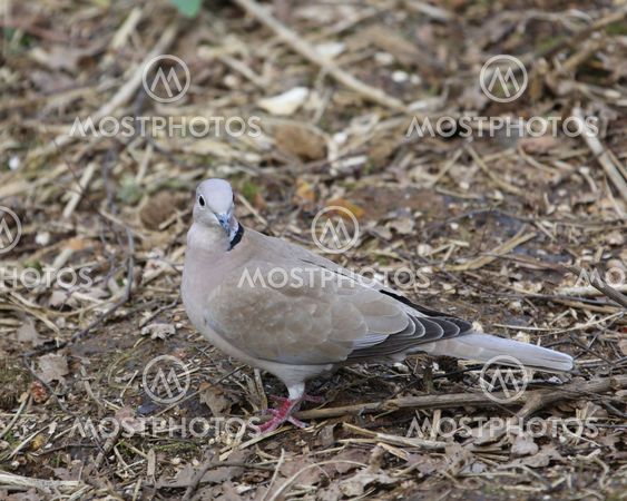 Collared dove (Streptopelia decaocto) on the ground in woodland