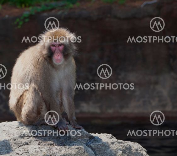 Snow monkey