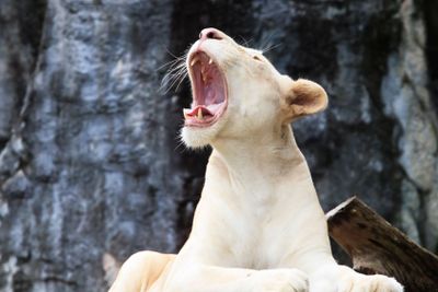 female white lion lying on rock cliff and roar 