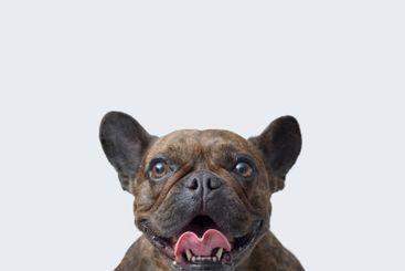 Close-up portrait of a French Bulldog