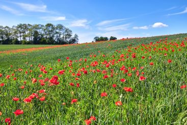 Wheat field, plants and poppy flowers in countryside for...