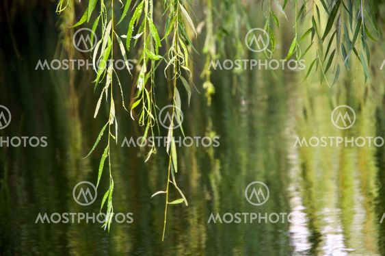 Tree leaves in water background