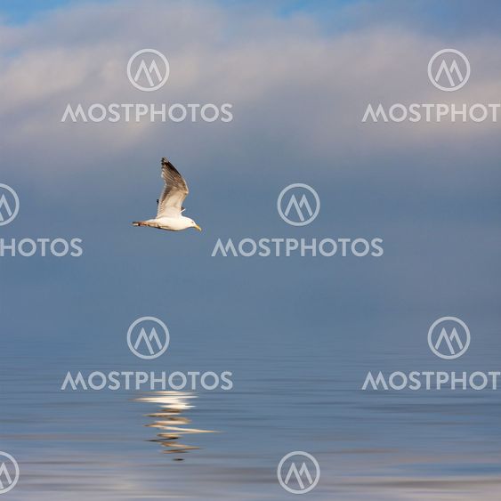 Seagull sejler