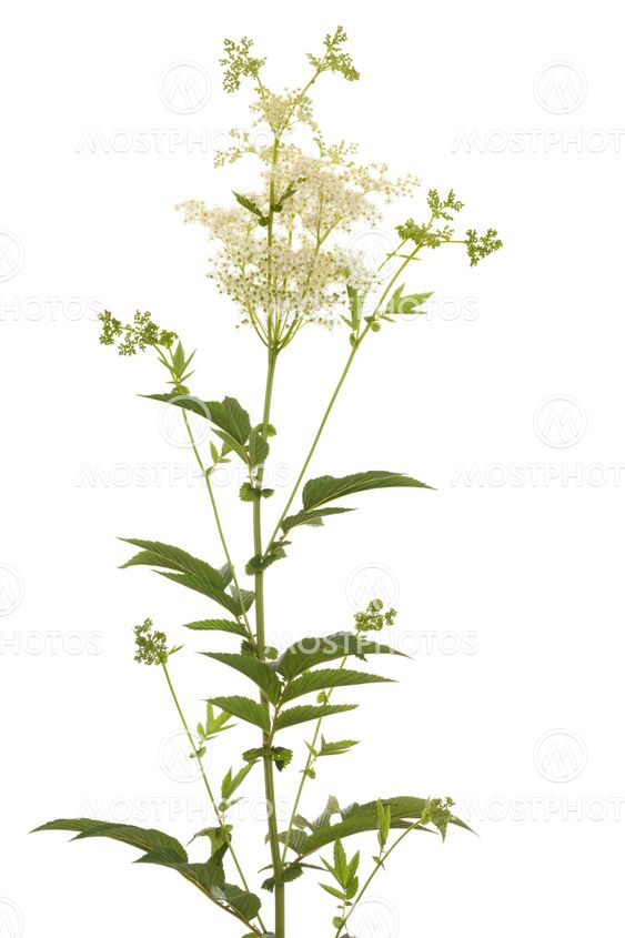 filipendula ulmaria