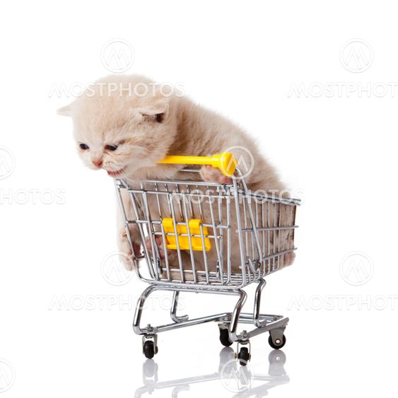 british cat with shopping cart isolated on white. kitten osolated