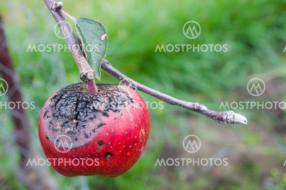 cracked Apple with disease