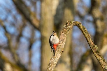 Beautiful woodpecker on a branch