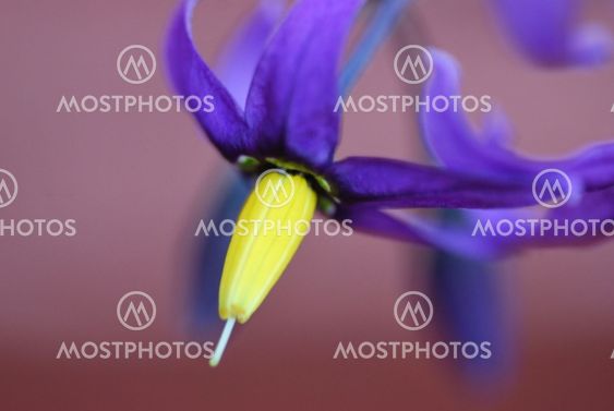 Flower! flower!