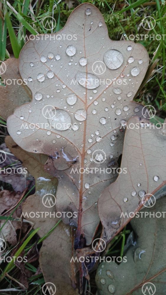 Leaf with droplets