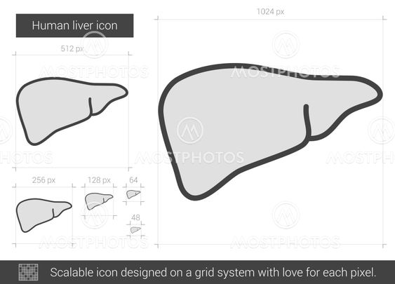 Human liver line icon.