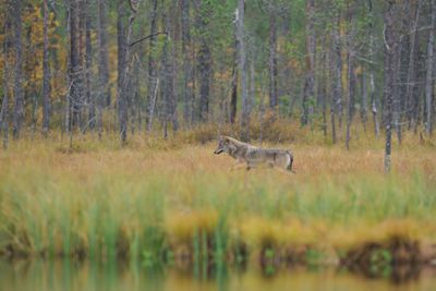 Wolf in the swamp