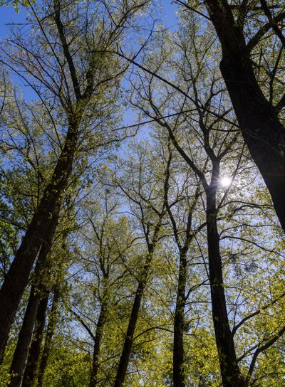 deciduous trees in the spring season in sunny weather