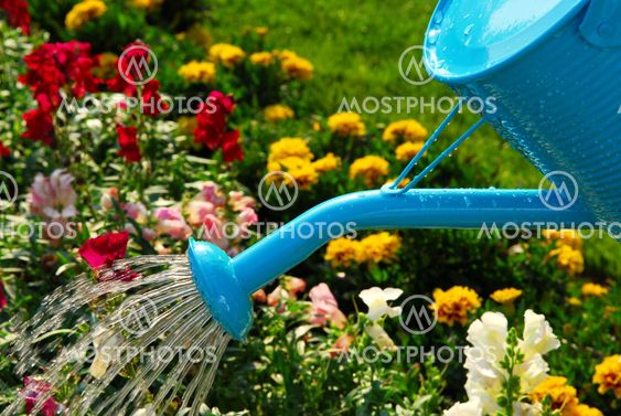Watering flowers