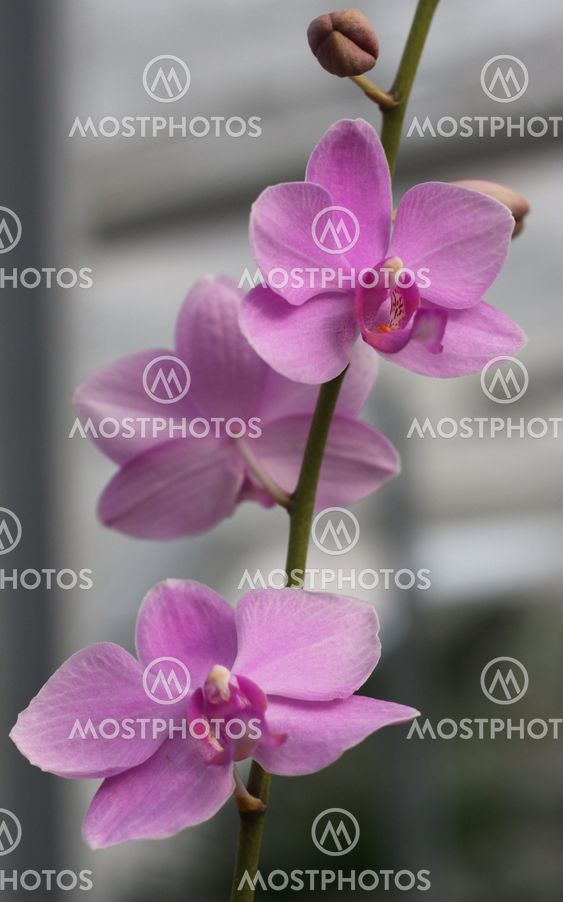 Beautiful rose orchid - phalaenopsis