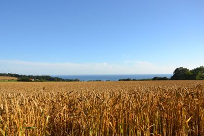 Morgon på Österlen