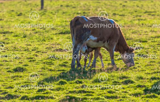 Calf sucking milk from its mother cow