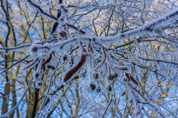closeup of frozen twigs frost covered on a sunny winter day