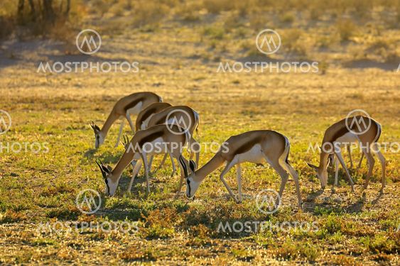 Springbok antelopes grazing early morning