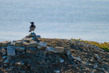 Crow perching on rock cliff by the sea.