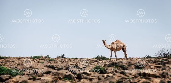 Camel in a desert in Oman
