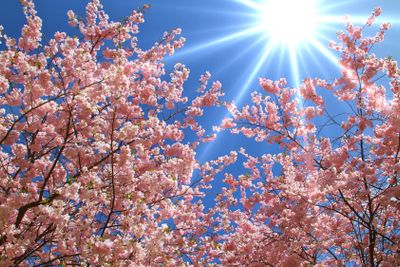 Spring - Japanese cherry blossoms