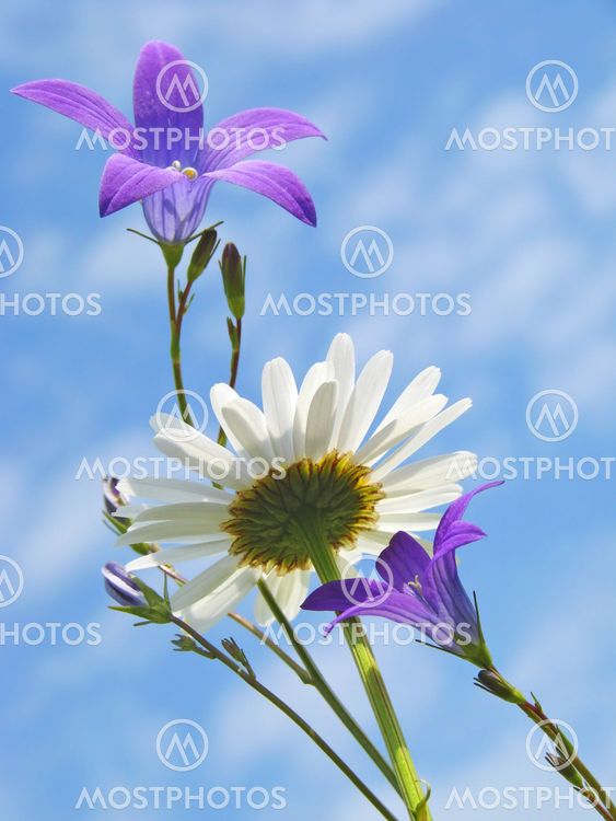 daisy and bluebells