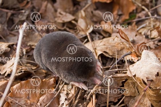 Mole (Talpa europaea)