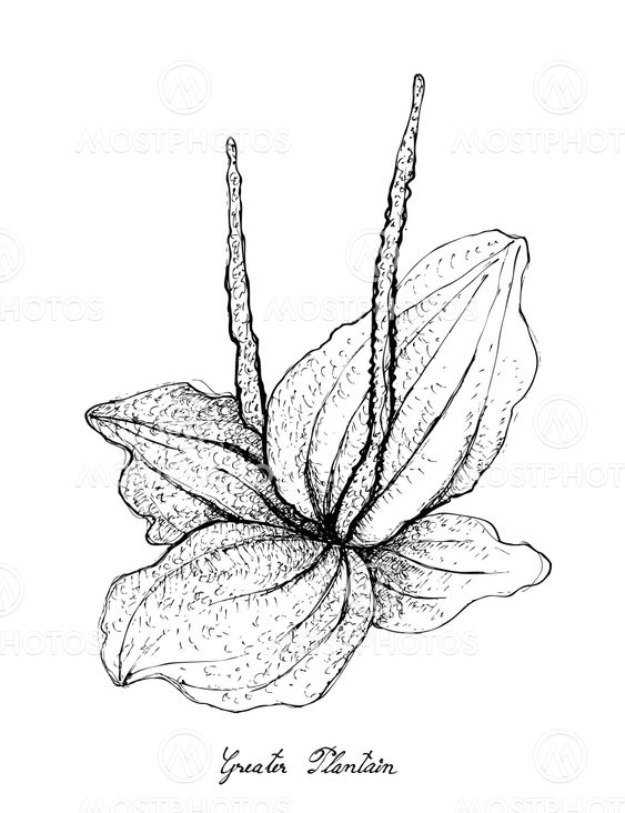 Hand Drawn of Greater Plantain on White Background