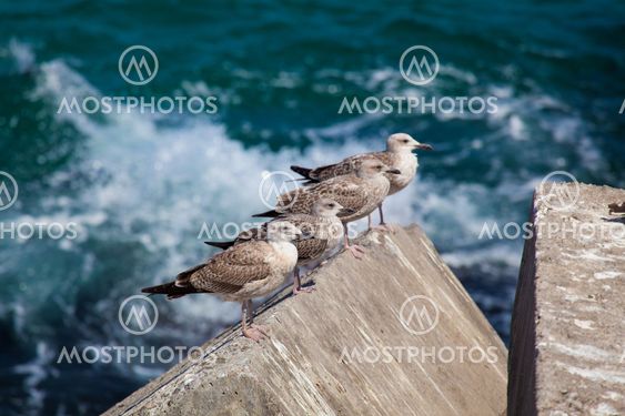 Seagulls in Llanes, Asturias, Spain