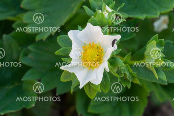 Flower garden strawberry