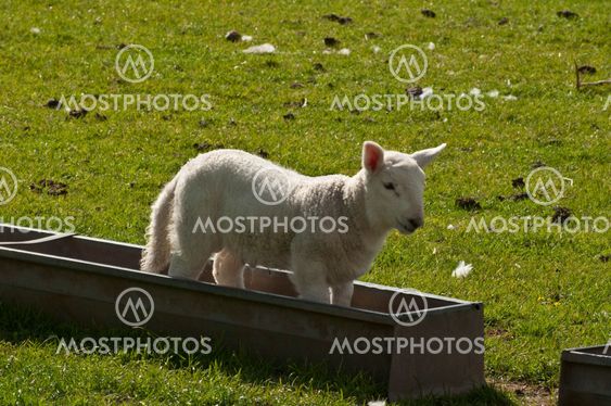 Scottish Spring Lamb