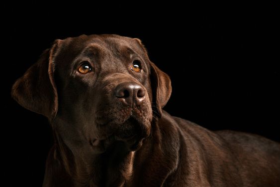 The portrait of a black Labrador dog taken against a dark...