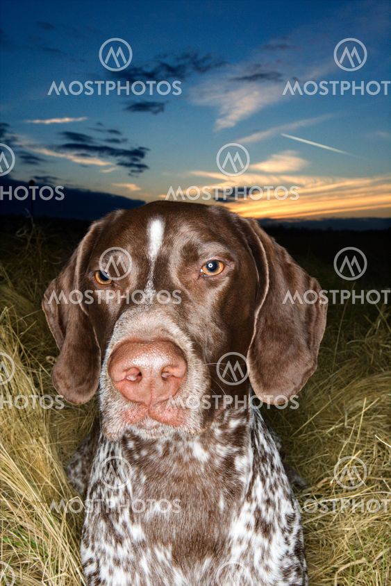 Pointer dog lying in field.