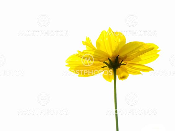 Yellow flower of cosmos isolated on white background