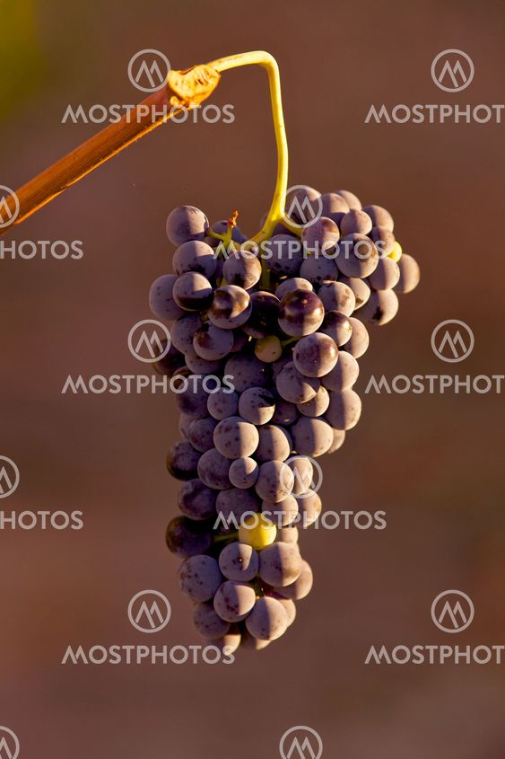 Grapes hanging in vine