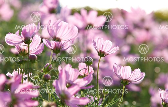 Blossom pink flower