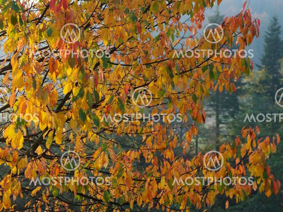 Autumn twig