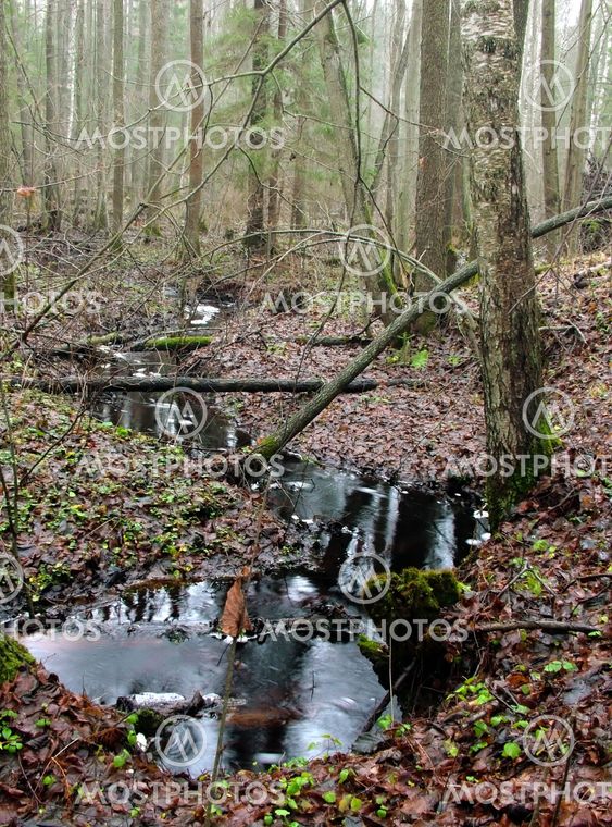 autumn - wild forest stream