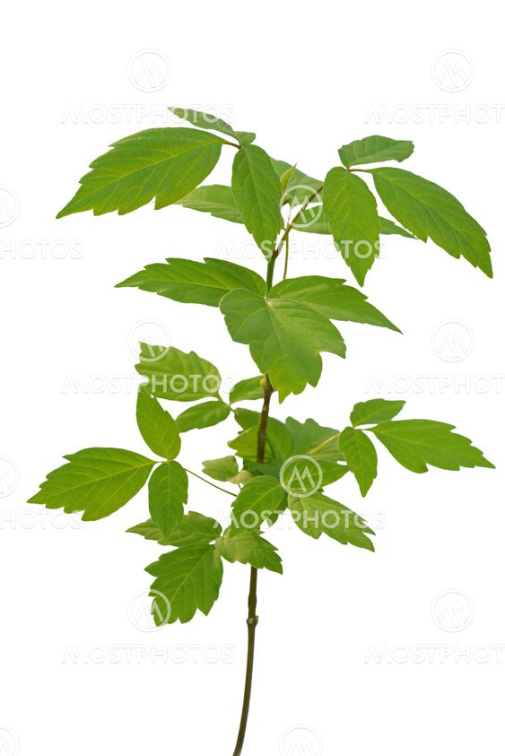 ash-leaved maple sapling