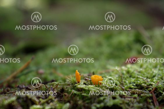 The embryo to yellow mushrooms