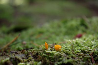 Embryot till gul svamp