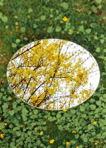 forsythia bush reflection in round mirror