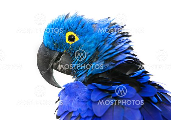 Hyacinth Macaw
