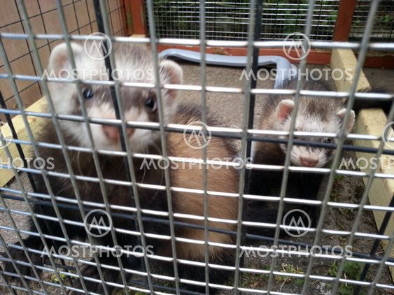 Polecats in play house