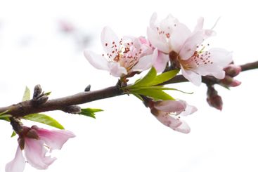 Flower of Almond tree on white background. Spring season...