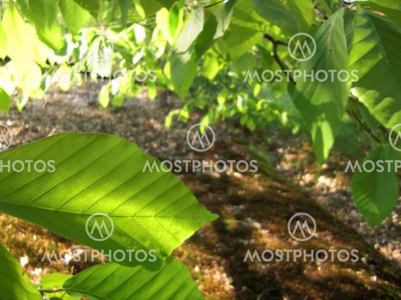 Fagus grandifolia