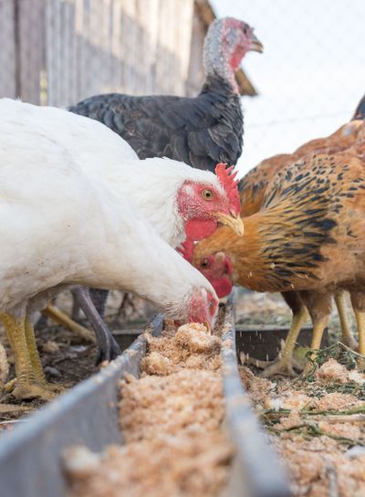 Feeding domestic turkeys and chicken