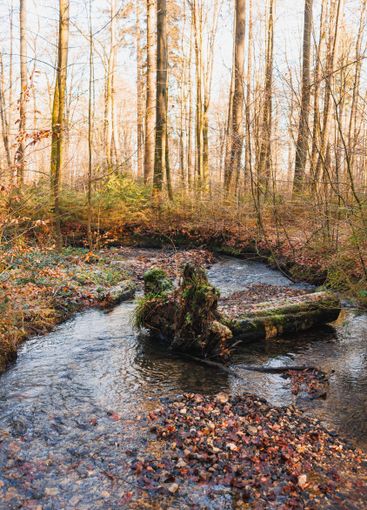 View of a forest river flowing through rocky terrain...