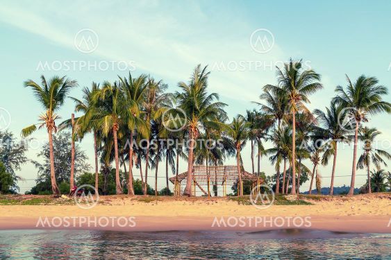 Palm trees with shadow Bamboo Hut