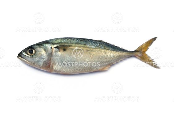 Fresh mackerel fish